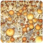 Псилоцибиновые (галлюциногенные)  грибы Psilocybin "Golden Teacher" в Сенгилее