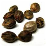 Семена марихуаны АК-47  (Seeds AK-47) в Сенгилее